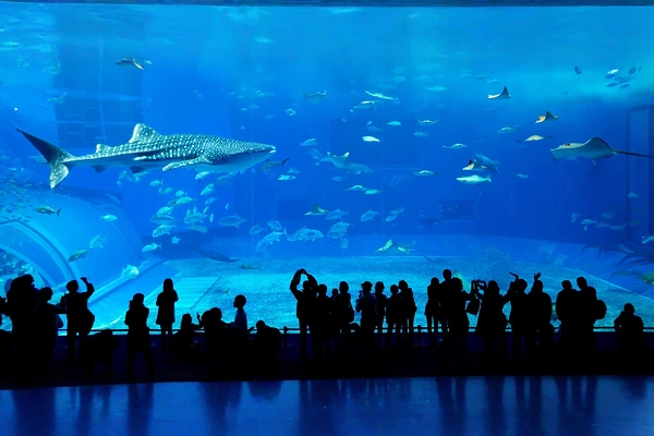 Dubai Essentials with Seasonal Wonders