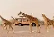 Sir Bani Yas Is U. Arab Emirates