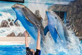 Dolphin Bay Atlantis